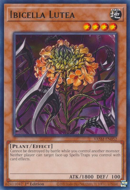 Ibicella Lutea - Valiant Smashers (VASM)