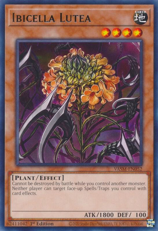 Ibicella Lutea - Valiant Smashers (VASM)